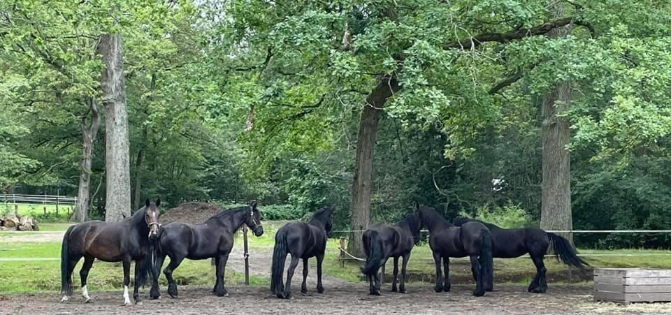 De Swaenhoeve Zoersel Dış mekan fotoğraf